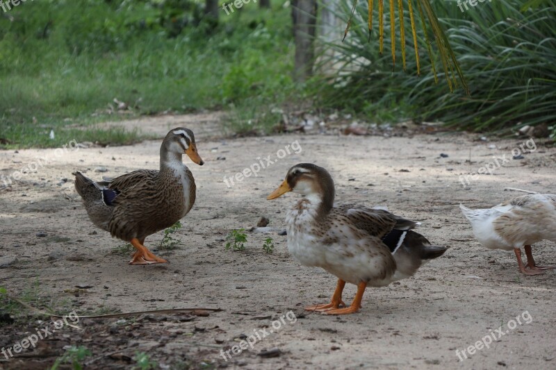 Couple Of Ducks Three Two Birds Brown