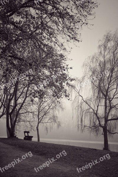 Fog Black And White Trees Atmosphere Mystical