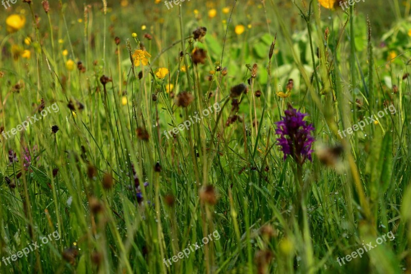 Orchid Meadow Spring Blossom Bloom Nature