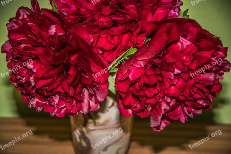 Bouquet Peonies Flower Flora Close Up