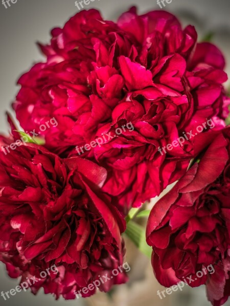 Bouquet Peonies Flower Close Up Flora