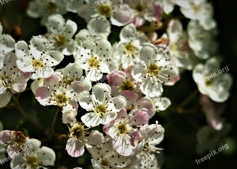 Flowers Colourful Spring Garden Plant