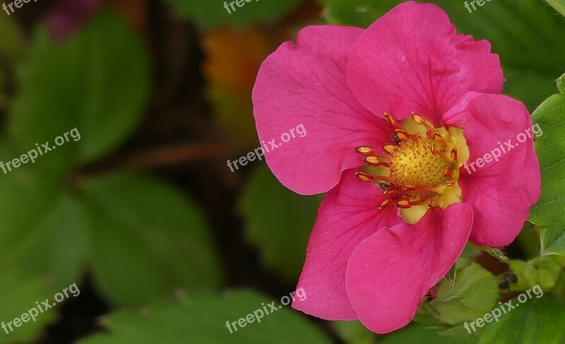 Blossom Bloom Strawberry Plant Garden