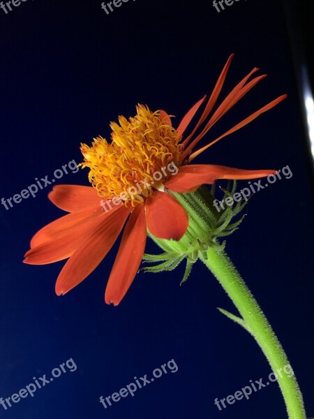 Flower Orange Flower Plant Yellow Flowering