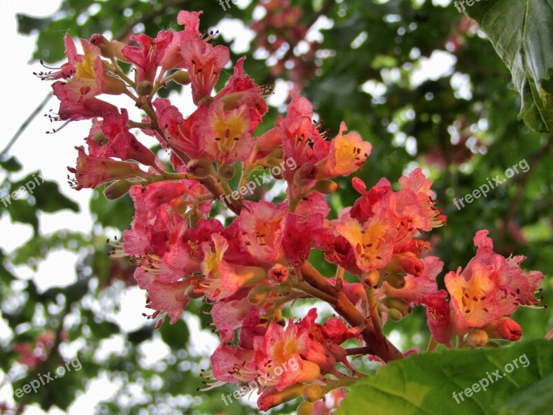 Chestnut Chestnut Blossom Flowers Candle Chestnut Tree