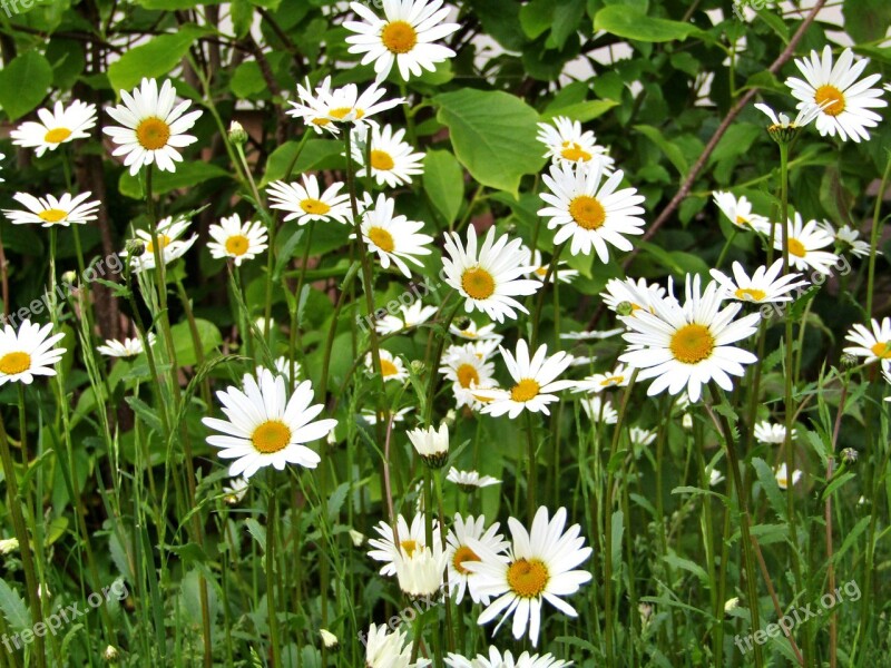 Marguerite Single Flowers Daisies White Pointed Flower