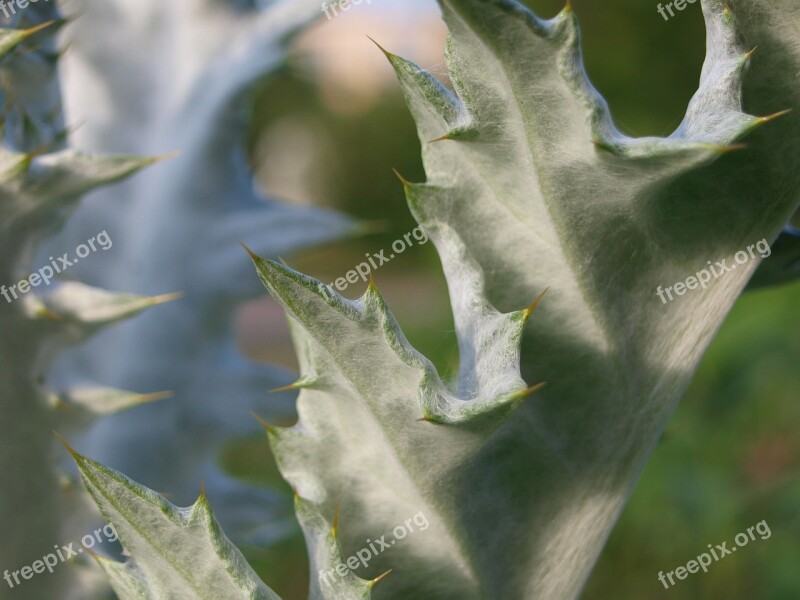 Thistle Spur Nature Flower Plant