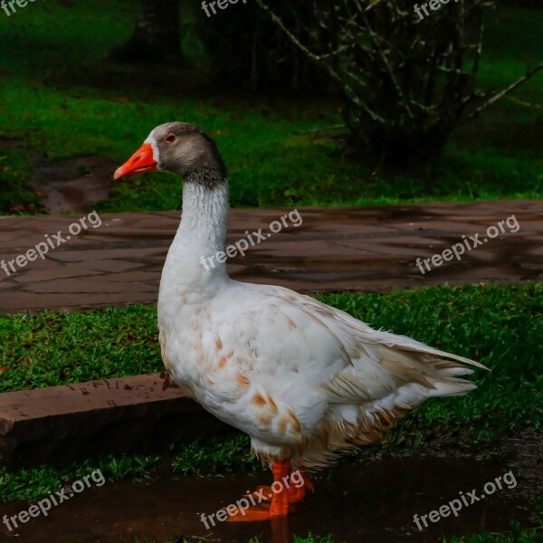 Goose Bird Animal Domestic Free Photos