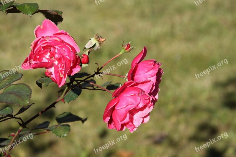 Rose Roses Flower Nature Pink