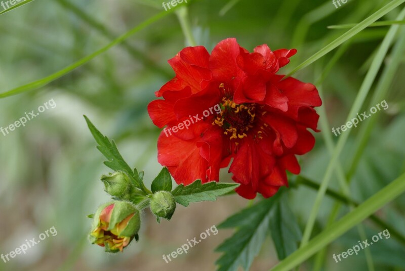 Geum Garden Blossom Bloom Plant