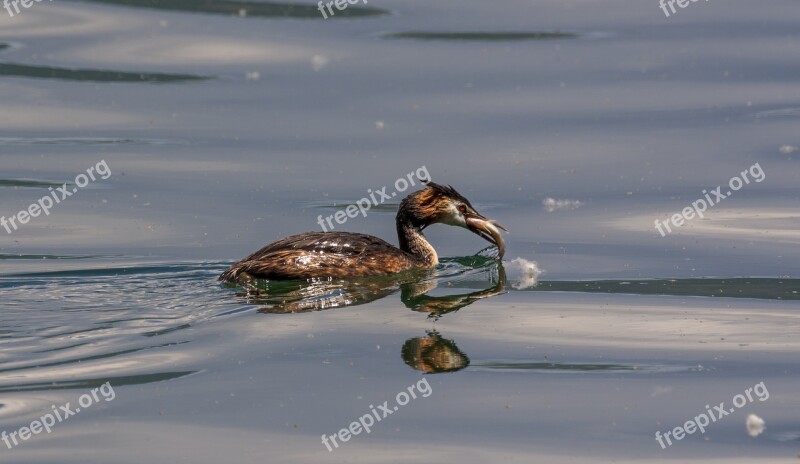 Bird Fish Nature Water Waves