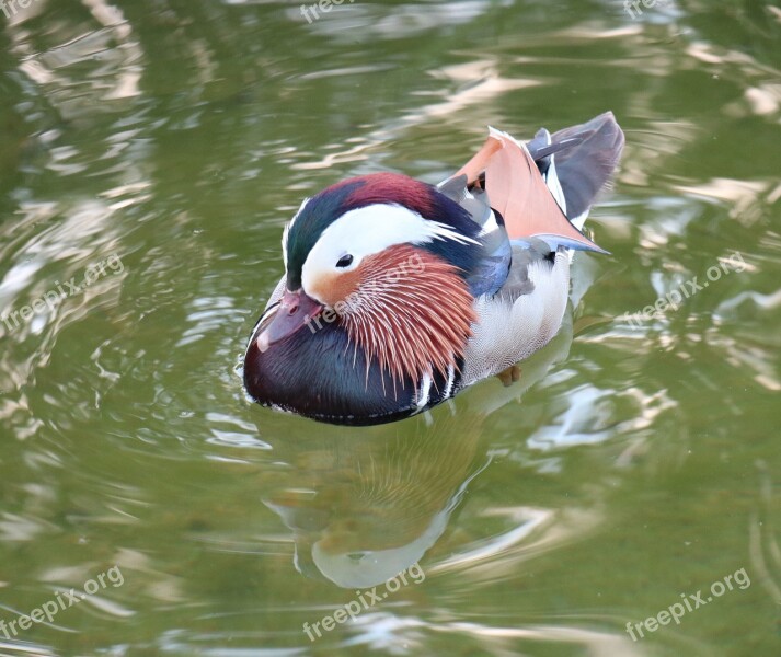 Spring Bird Duck Mandarin Plumage