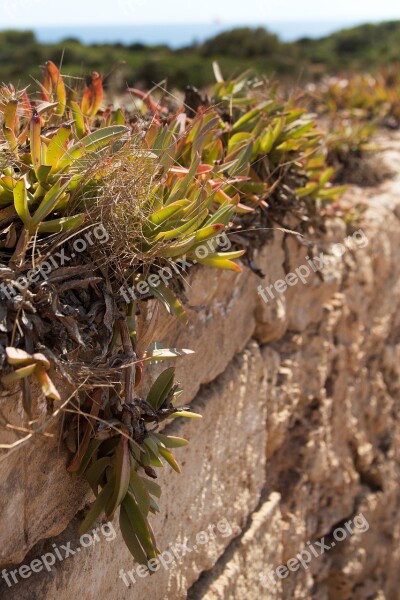 Plant Wall Weed Spain Mallorca