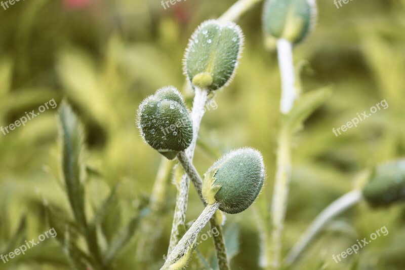 Bud Poppy Poppies Opium Poppy Papaver Somniferum