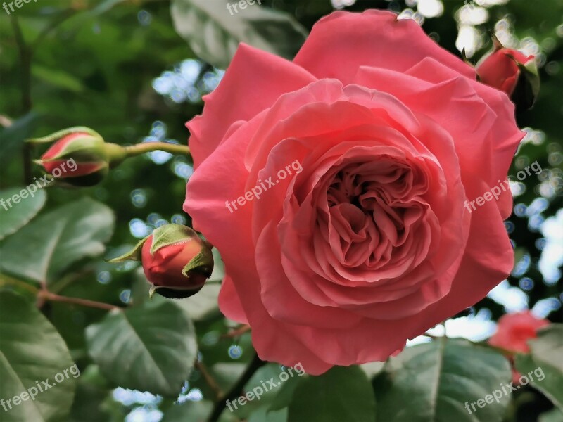 Pink Rose Flower Blooming Romantic Nature