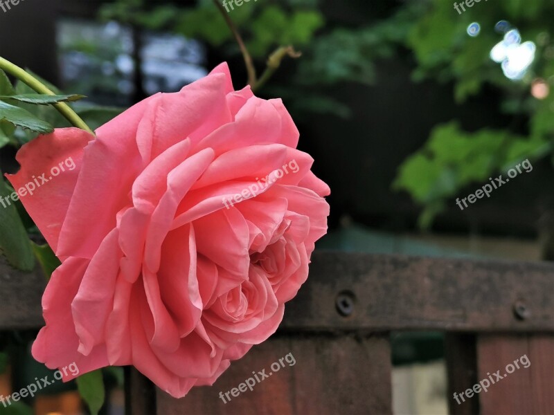 Pink Rose Flower Fence Bloom Romantic