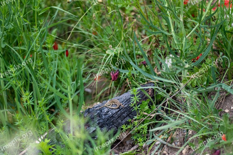 Lizard Gecko Reptile Animal Nature