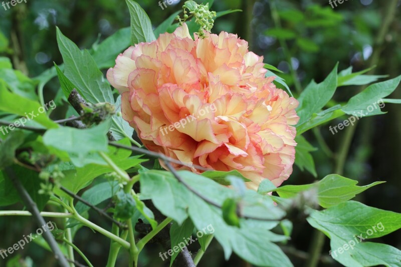 Peony Flower Garden Yellow Color