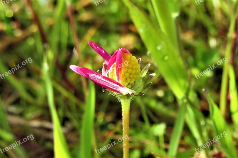 Morning Daisy Pink Open Nature