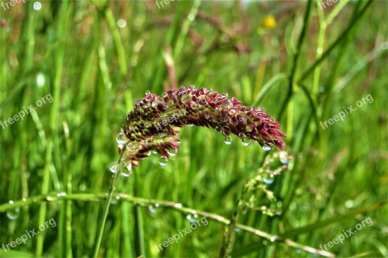 Grass Dew Curved Meadow Nature