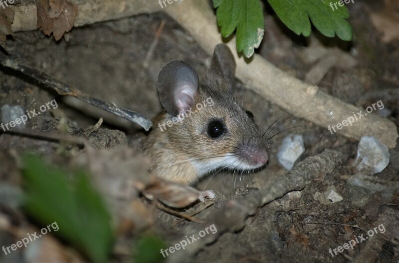 Mouse Wood Mouse Nager Rodent Brown