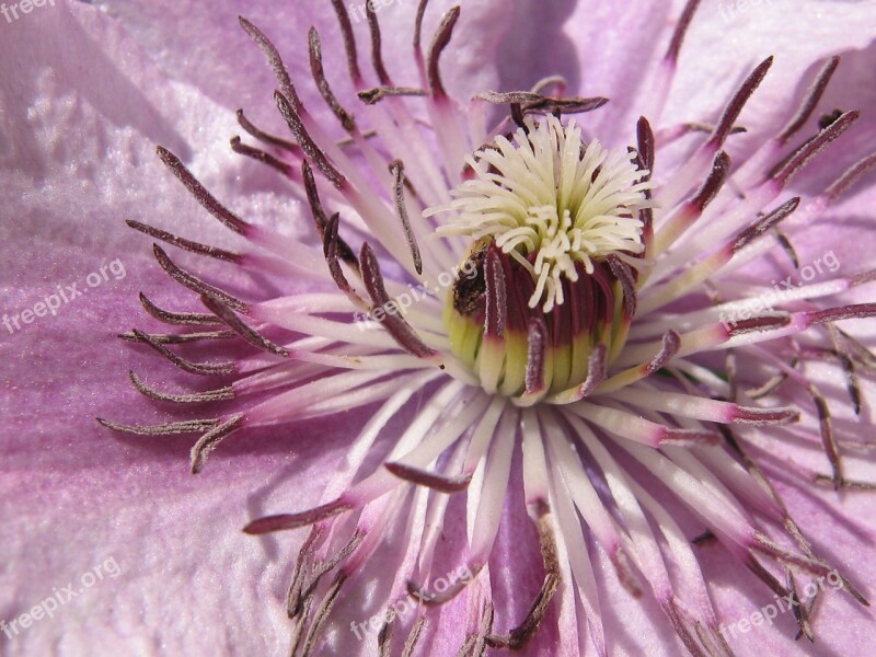 Clematis Purple Nature Free Photos