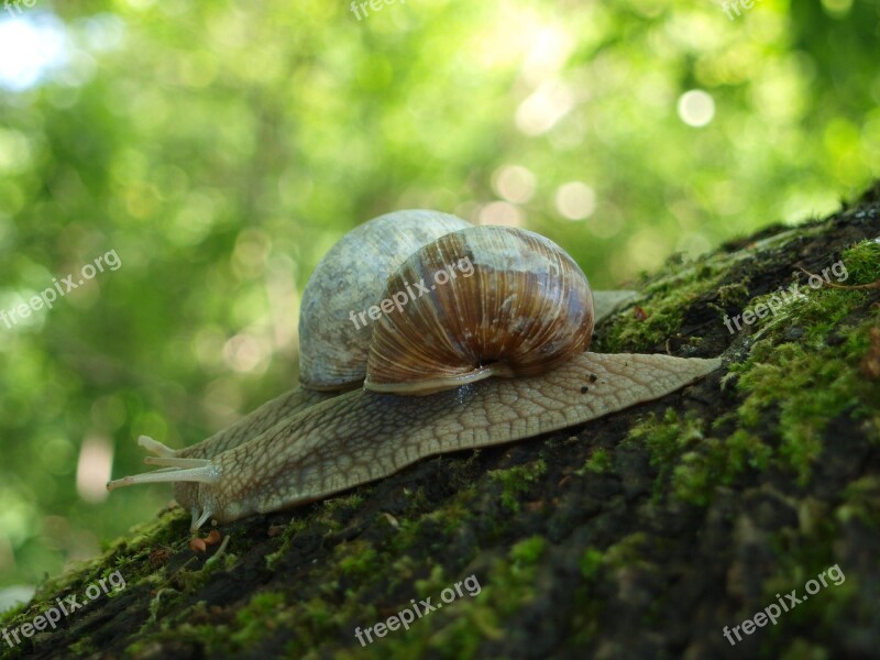 Snail Shell Crawl Nature Mollusk