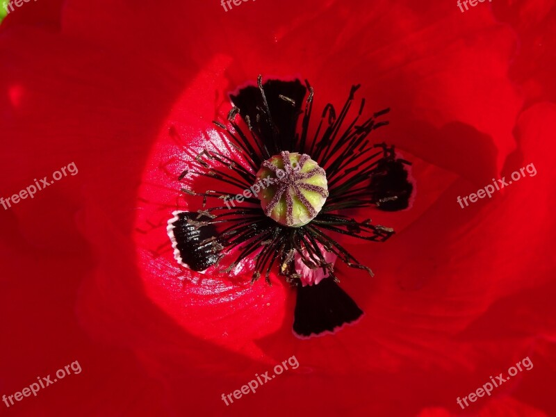 Poppy Flower Red Garden Nature