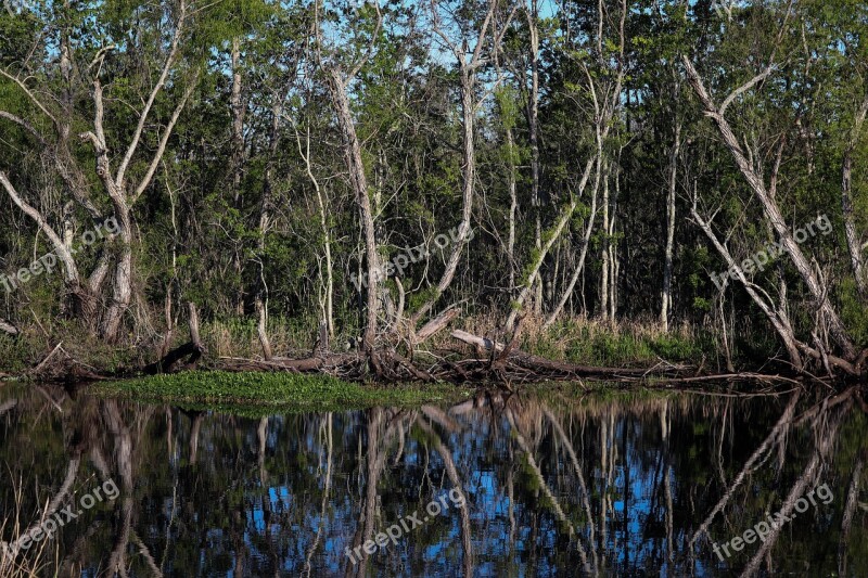 Louisiana Swamp Bayou Marsh Landscape