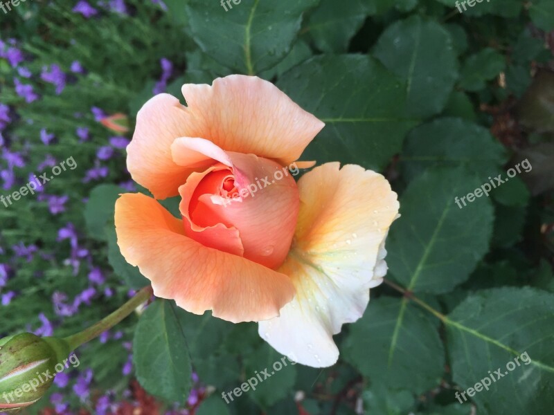 Rose Apricot Bloom Spring Garden