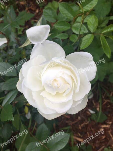 White Rose Rose White Plant Bloom