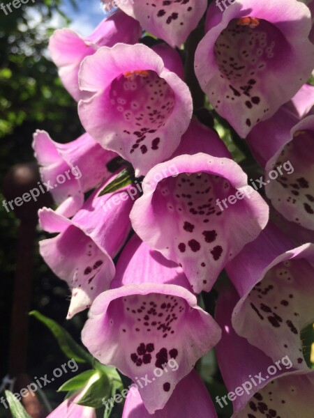 Pink Flowers Spring Time Nature Garden Sunlight