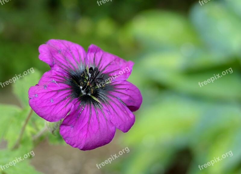 Geranium Garden Flower Nature Garden Plant