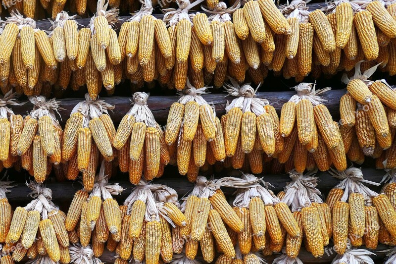 Corn Drying China Farming Crops