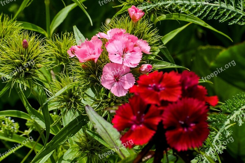 Sweet William Garden Nature Plant Dianthus