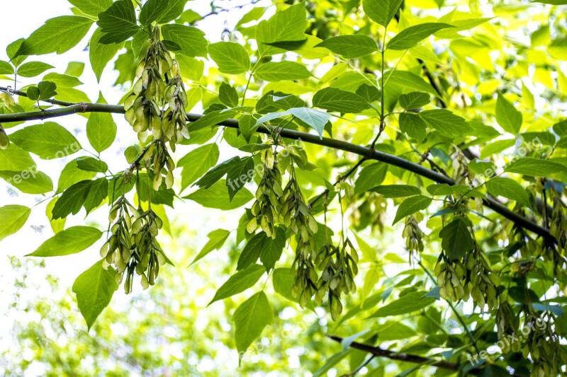 Greens Plants Leaves Green Nature