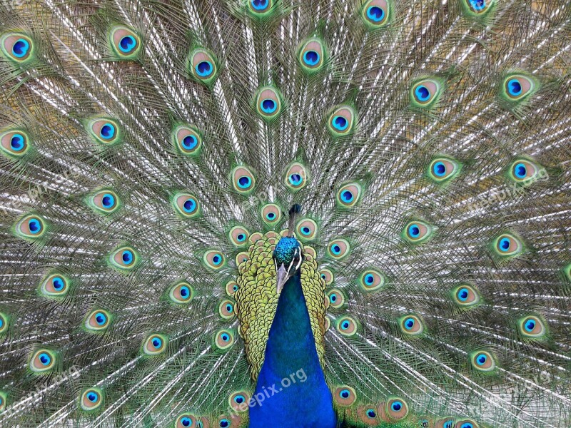 Peacock Wheel Color Colorful Plumage