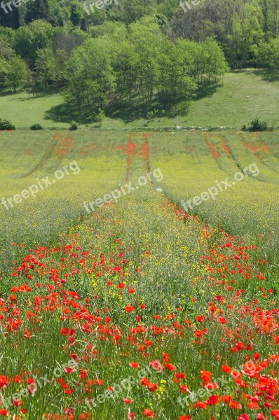 Biodiversity Poppy Wheat Nature Cereals