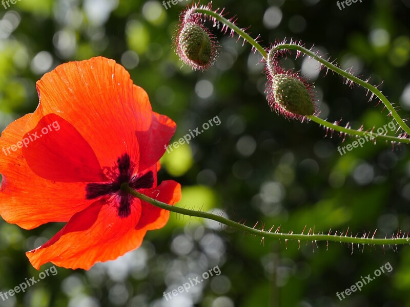 Poppy Red Flower Spring Nature