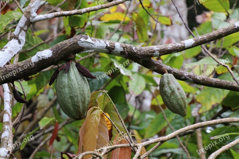 Caribbean Dominica Cocoa Plant Free Photos