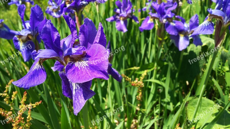 Plant Purple Flowers Natural Flowers Iris