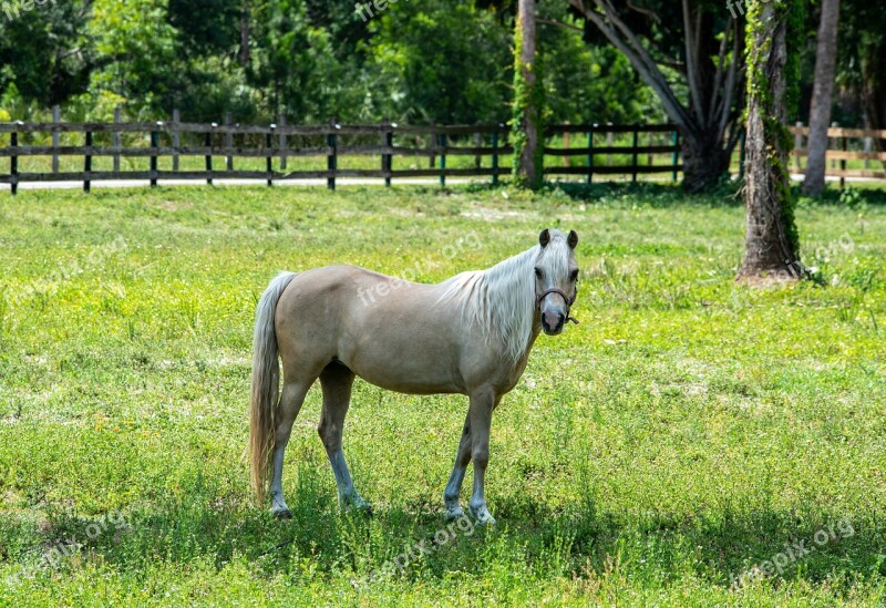 Mare Farm Animal Nature Ride