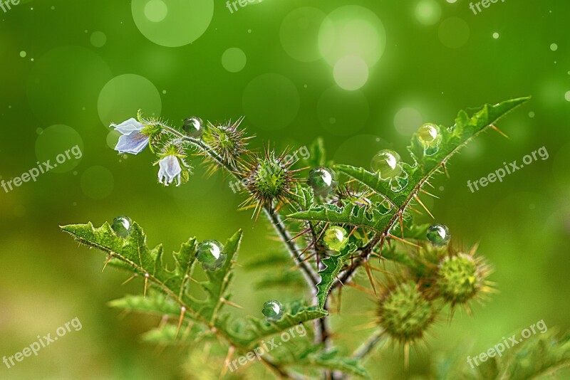 Plant Thorns Green Flower Nature