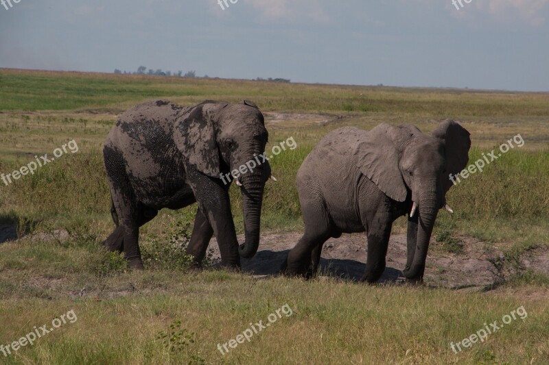 South Africa Elephant Safari Nature Animal