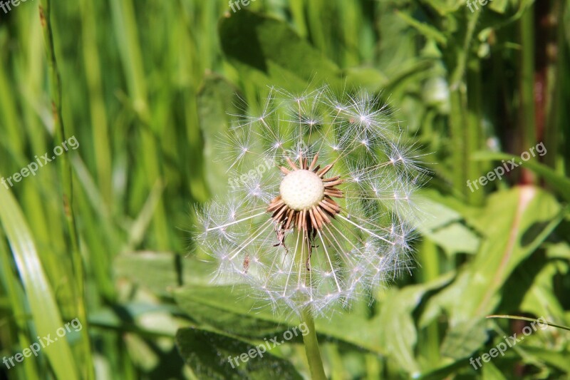 Dandelion Flowers Prairie Wild Flowers Free Photos