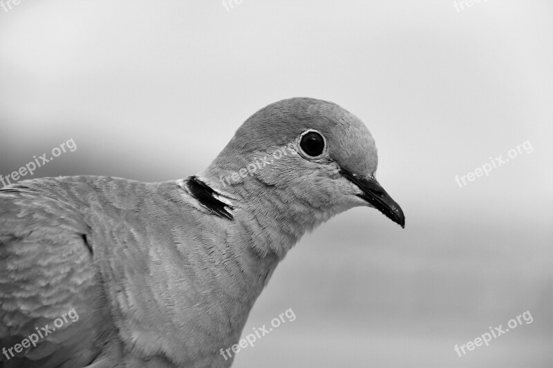 Bird Collared Dove Dove Animal Garden