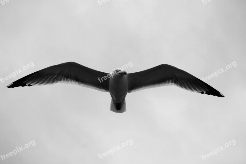 Gulls Birds Fly Seagull Flight