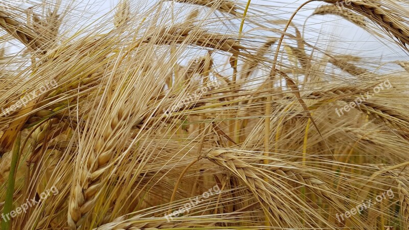 Nature Cereals Field Agriculture Landscape