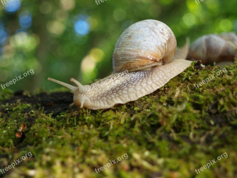 Snail Shell Nature Mollusk Slowly