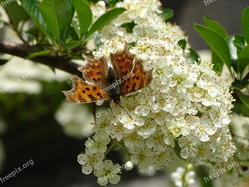 Hawthorn Butterfly Plant Flower Petals